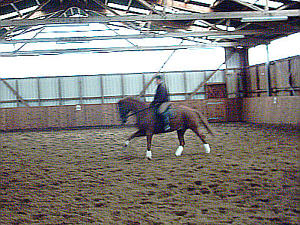 Pferdetraining2